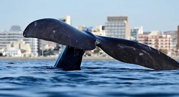 Puerto Madryn